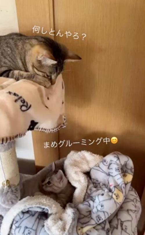 キャットタワーで遊ぶ2匹の猫