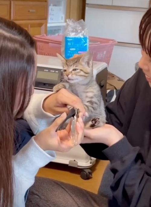 首元を持ち上げられる子猫