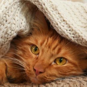 猫が『季節の変化』で起こすトラブル3選 どんな影響が表れる?注意すべきこととは