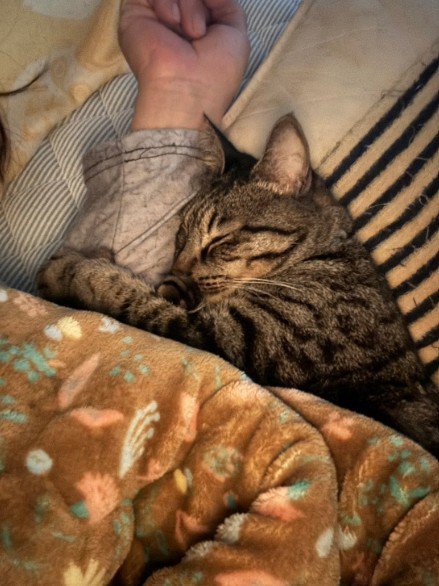 人の腕を抱きかかえる猫