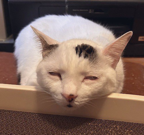 白目をむいて眠る猫