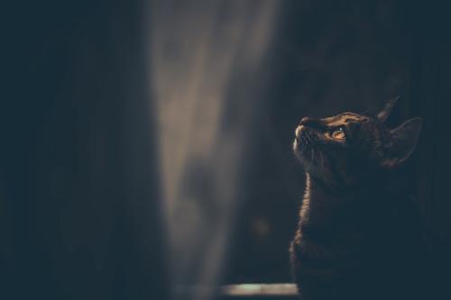 夜の窓辺に佇む猫