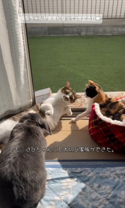 窓際の2匹の猫とうさぎ