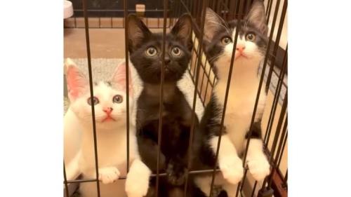 ケージの中にいた子猫たち
