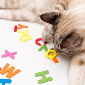 猫が『覚えやすい名前』の条件3選　名付けるときのポイントや注意すべきこと