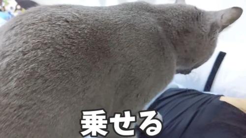 ハムちゃんを上にのせる
