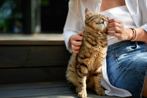 女性に撫でてもらう猫