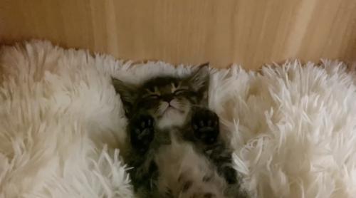 目を閉じて眠るもこくんの顔