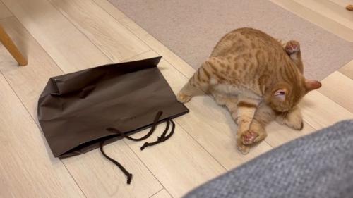 毛づくろい