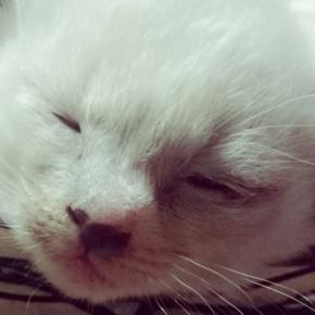 耳だけグレーだった『真っ白な子猫』→少しずつ毛色が変化して…11年後の『信じられない光景』に「えぇーすごすぎる」「もはや別の子」と話題