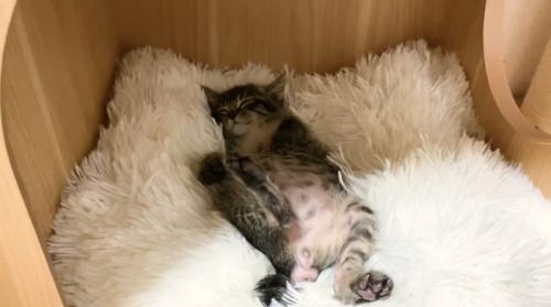 前足の位置が下がったもこくん