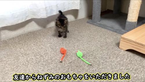床に置かれたネズミのおもちゃと子猫
