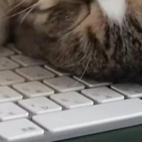 キーボードの上で寝ていた猫→よく見ると『前足の位置』が独特で…クセの強い寝方に「笑いが止まらんw」「可愛すぎてたまらないw」と20万再生