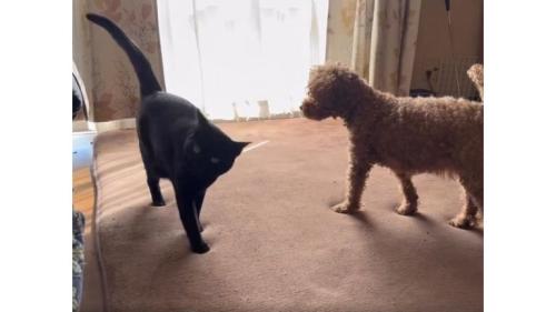 室内にいる猫と犬