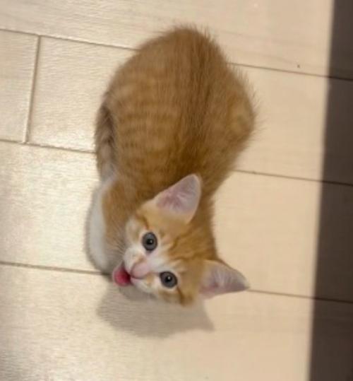 飼い主を見上げて声をあげる子猫