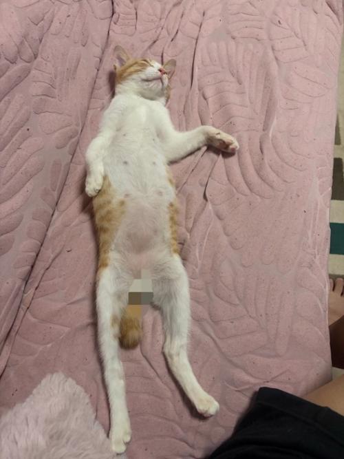 仰向けで寝ている猫
