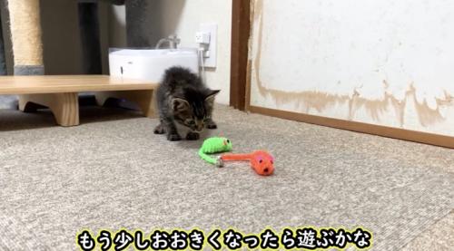 ネズミのおもちゃの近くで様子をうかがう子猫