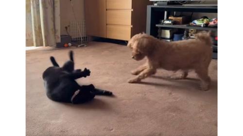 室内にいる猫と犬