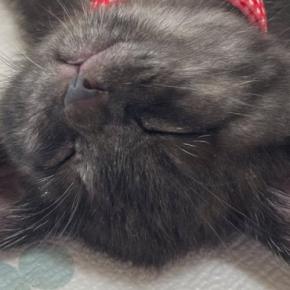 子猫を飼うことに最後まで反対していたパパ→そばに子猫がやってくると…まさかの展開に1万いいね「分かってるぅ」「いちばんチョロかったｗ」