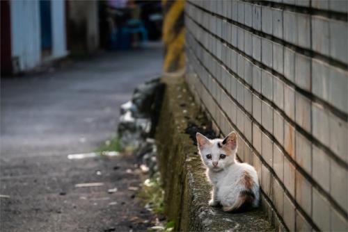 野良子猫