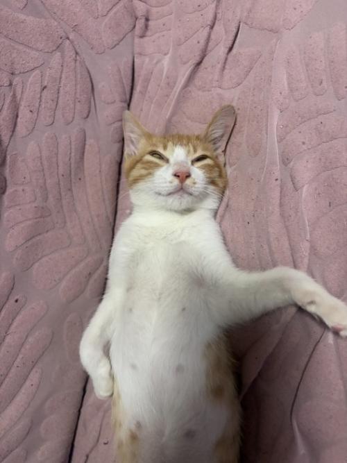 仰向けで寝ている猫