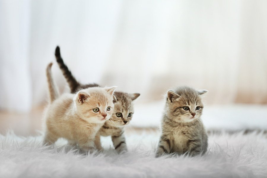 野良猫がホテルの客室で出産! 宿泊中の親子が見守るなか、3匹の赤ちゃん猫が無事誕生 スペイン