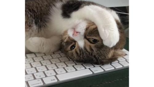 キーボードの上で眠る猫