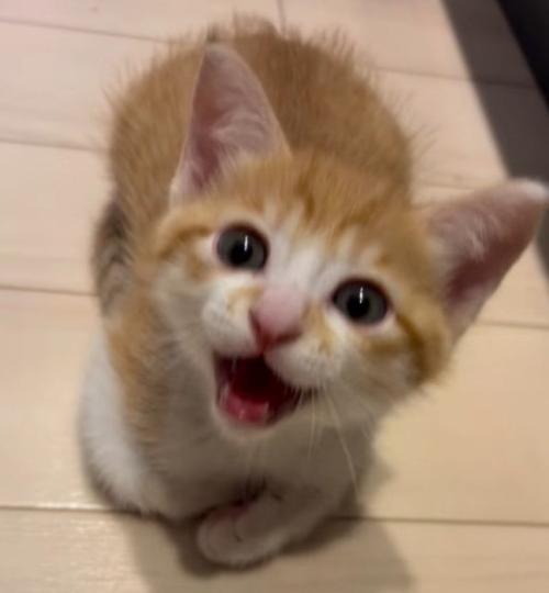 床に座って、飼い主に大きな声で鳴く子猫