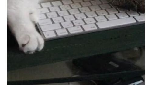 キーボードの上で眠る猫