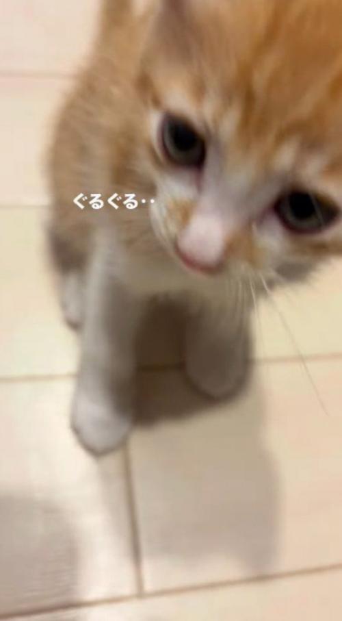 飼い主のそばで喉を鳴らす子猫