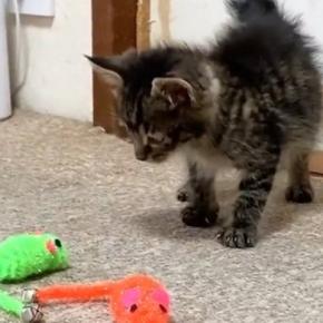 ネズミのおもちゃに警戒していた子猫→飼い主がごはんの準備から戻ると…『可愛すぎる光景』に「なんて無防備なｗ」「ずーっと見ていたい」の声