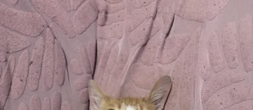 猫の頭