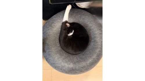寝ている猫