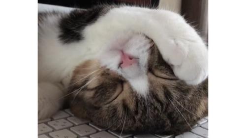 キーボードの上で眠る猫