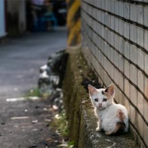 『野良猫』に絶対してはいけないNG行為4選 法律に反することも?適切な関わり方とは