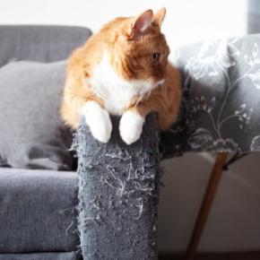 猫との生活で必要な『家具を守る』方法5選　傷んでしまう理由や起こりうるトラブル