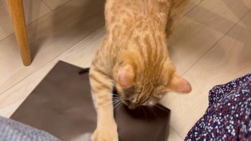 片手でホリホリ