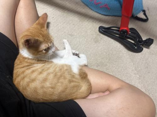 飼い主の足にのっている猫