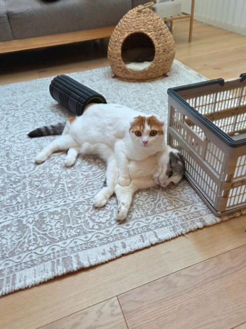 寝転がっている白黒猫の上に乗っかる茶白猫