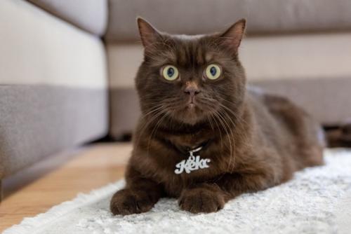 ネームタグをつけた猫