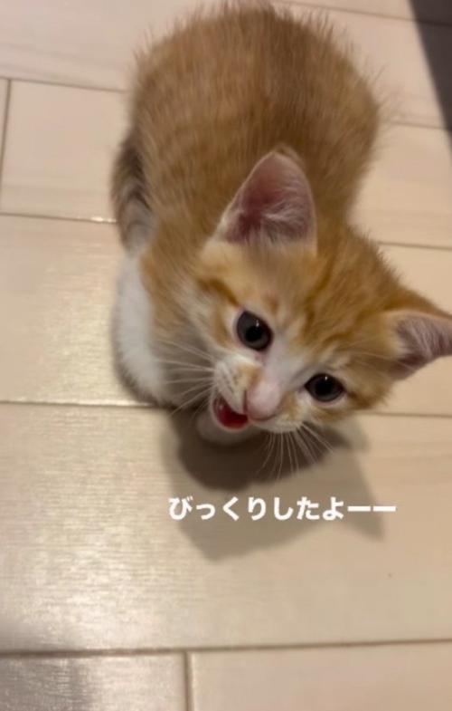 飼い主の足元に座って声をあげる子猫