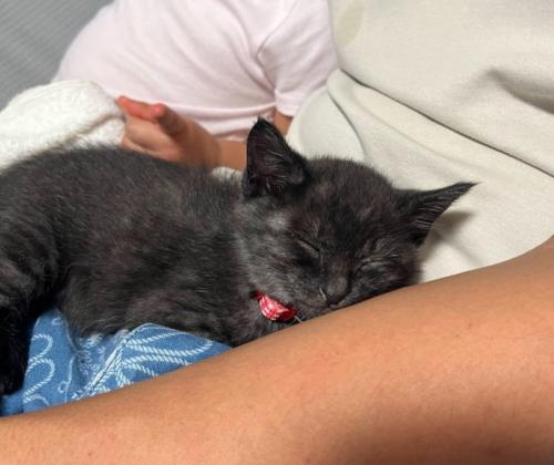抱き上げられる子猫