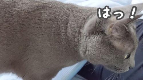 はっとするハムちゃん