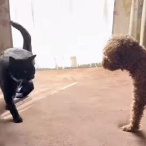 猫が犬の横を通り過ぎるかと思ったら…次の瞬間→思わず笑ってしまうやり取りが6万表示「素晴らしい身のこなしｗ」「足関うまそう」