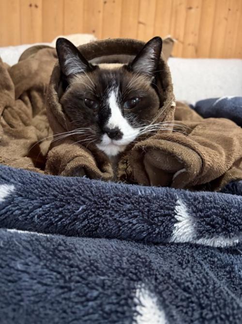 シャム柄の猫