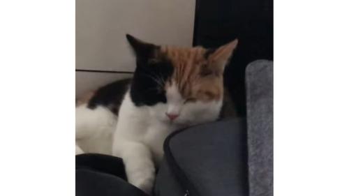 寝ている猫