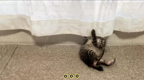 カーテンの前で仰向けに転がる子猫