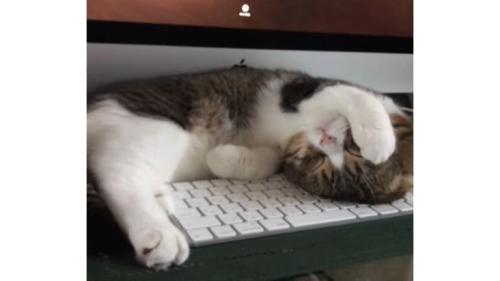 キーボードの上で眠る猫