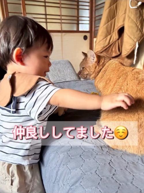 猫をなでる赤ちゃん
