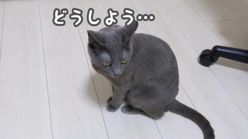 助けを求めるハムちゃん